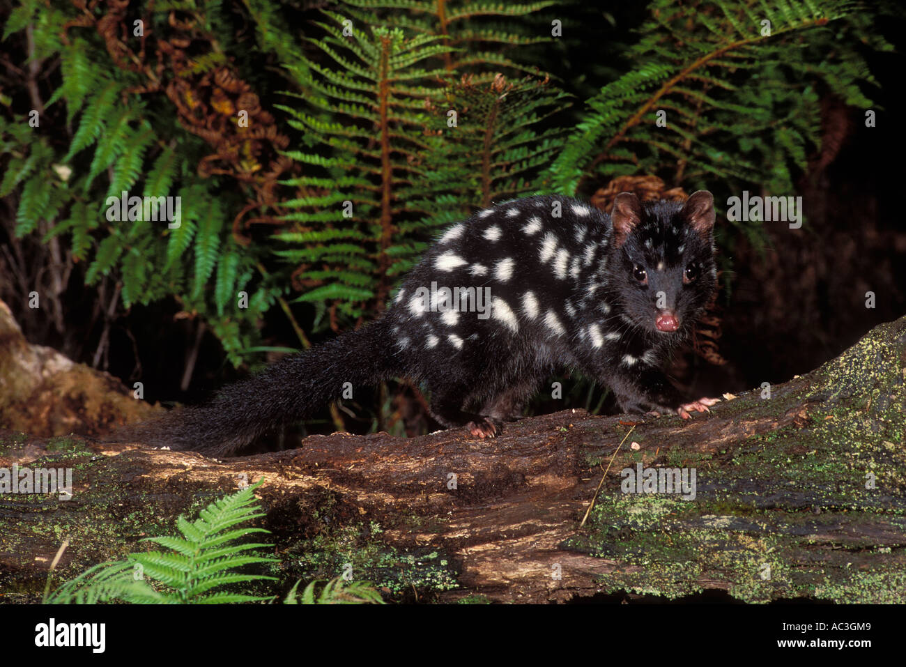 Eastern Quoll Dasyurus viverrinus Dark phase Photographed in Tasmania Australia Stock Photo