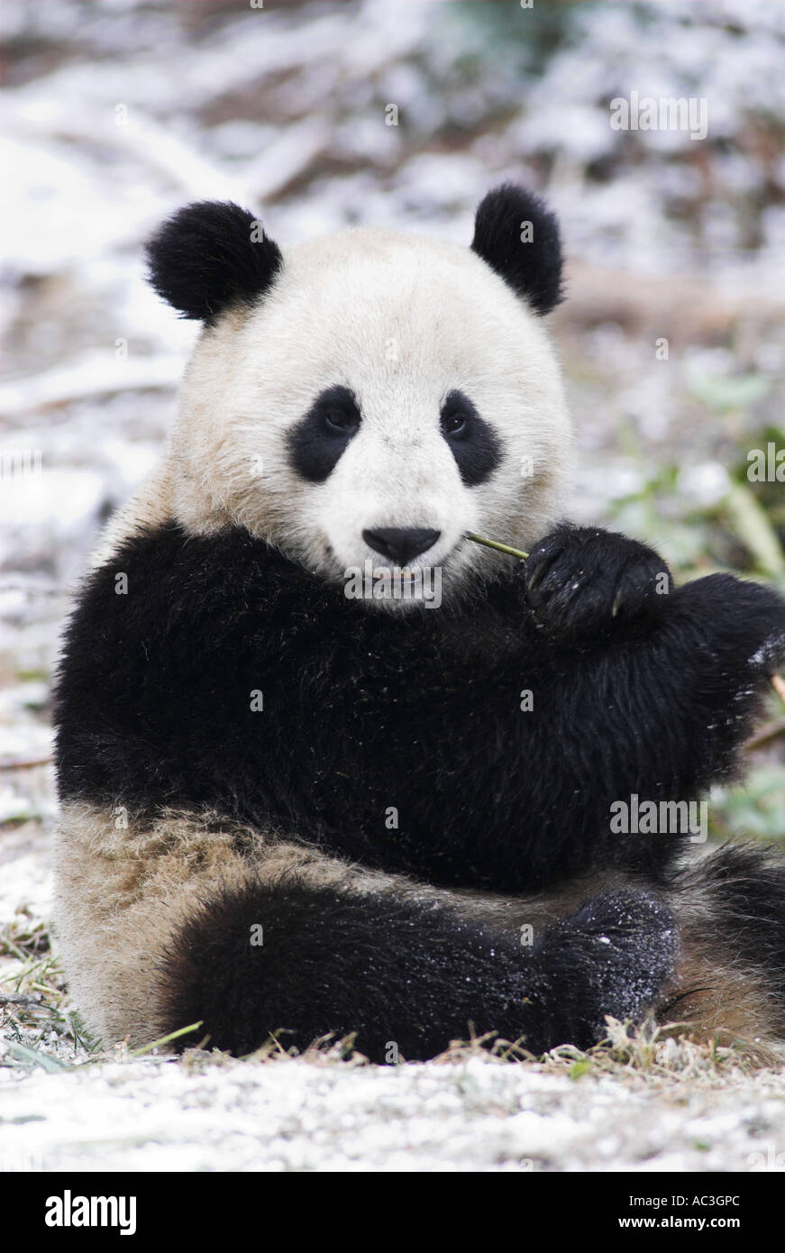 Giant Panda Ailuropoda melanoleuca feeding on bamboo Wolong Research and Conservation Centre Sichuan Szechwan Province China Stock Photo