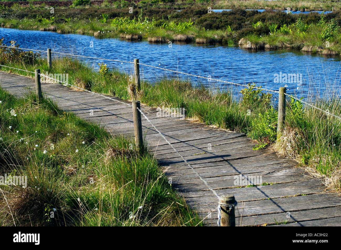 Moor Bog Goldenstedt Stock Photo 4252961 Alamy