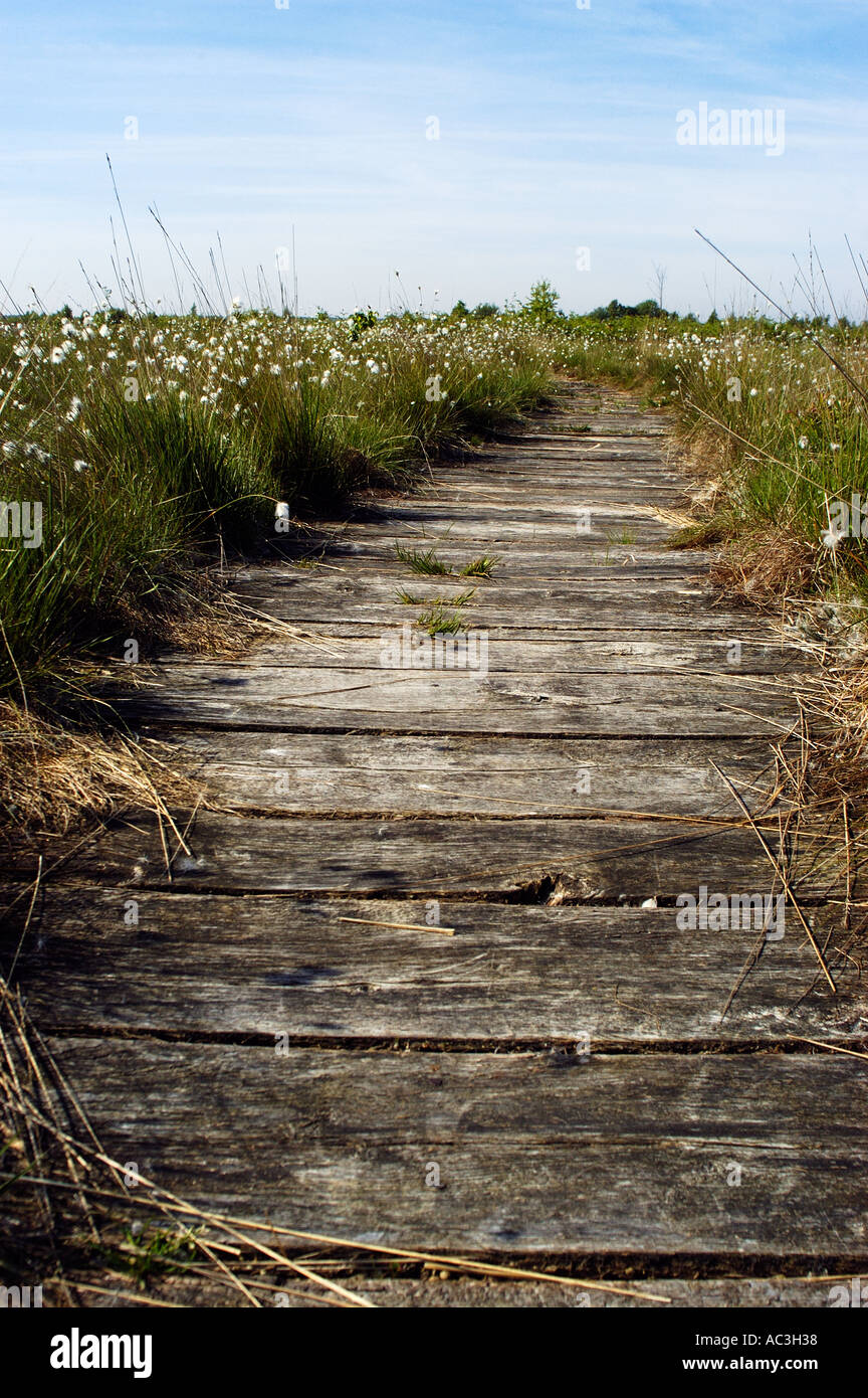 Wooden path through wetlands Goldenstedt Stock Photo