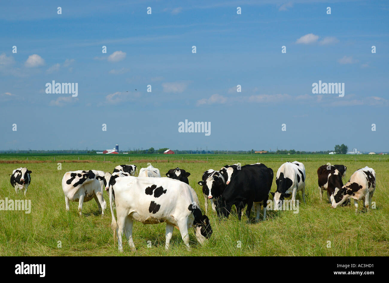 Grazing black and white Holstein cows Stock Photo - Alamy