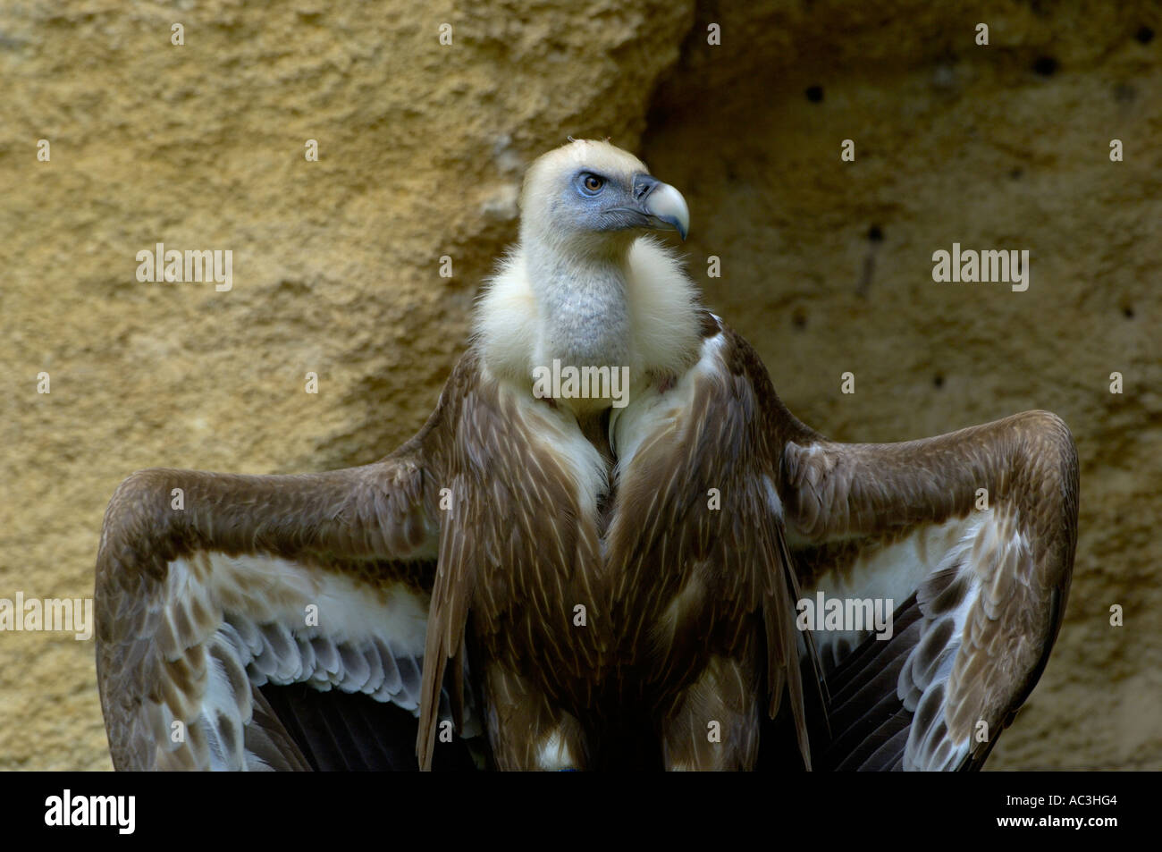 Griffon Vulture European Gyps fulvus Stock Photo