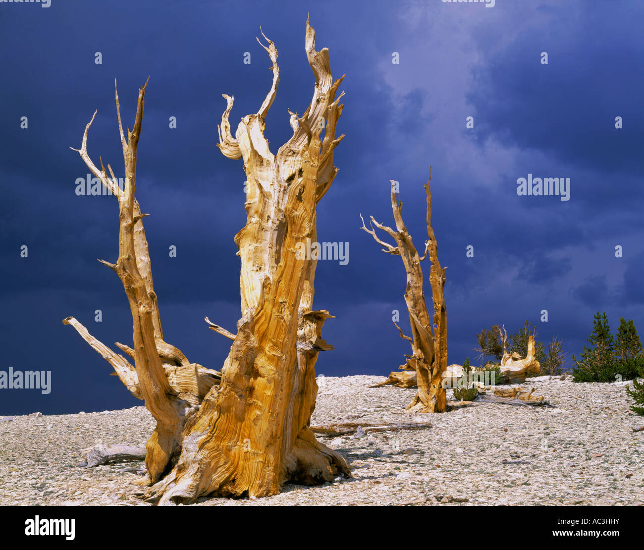Inyo National Forest CA: Sunlight on bristlecone pines beneath dark storm clouds in the Patriarch Grove Stock Photo