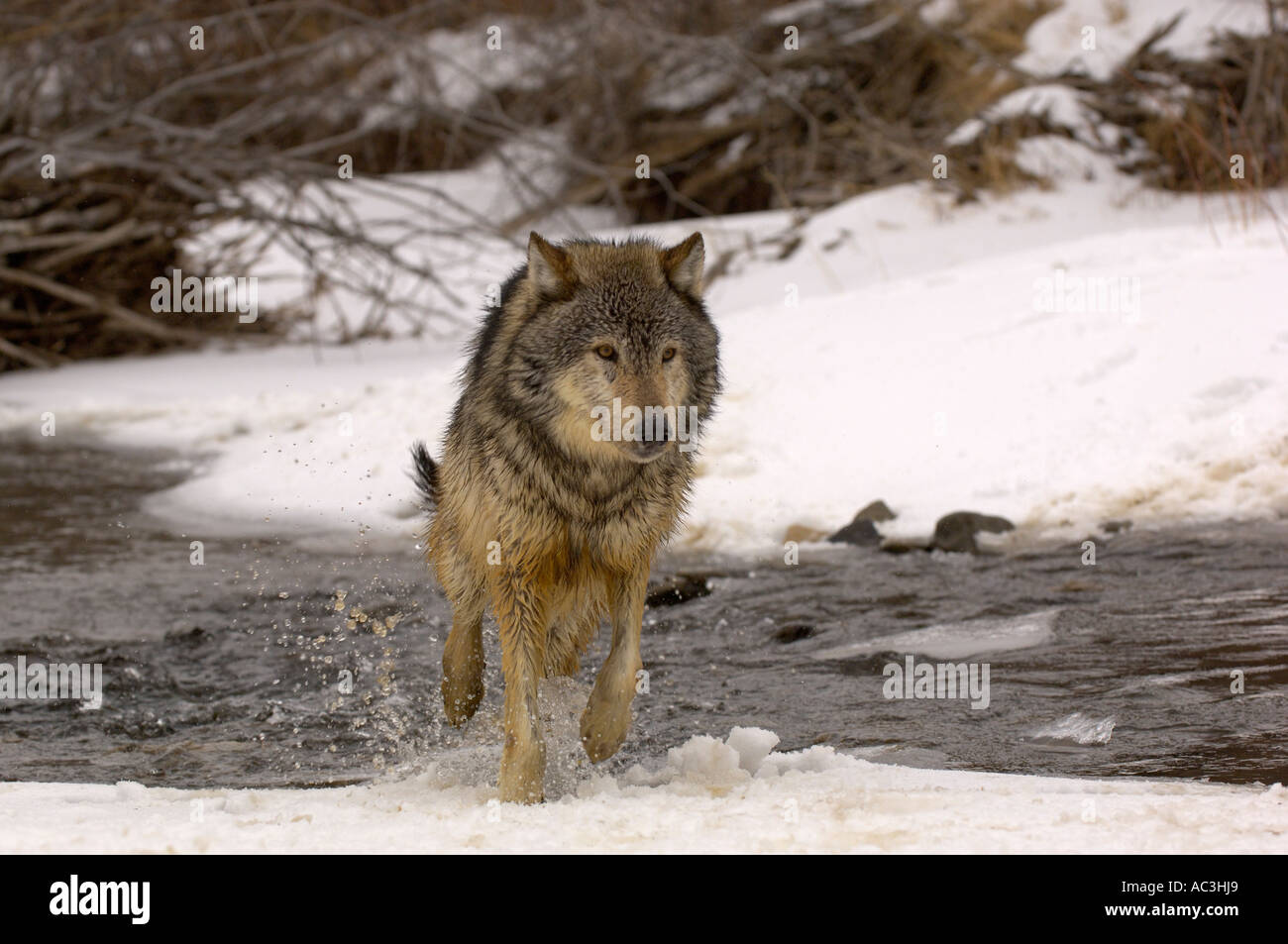 Gray Wolf American Canis lupis crossing stream Photographed in USA ...