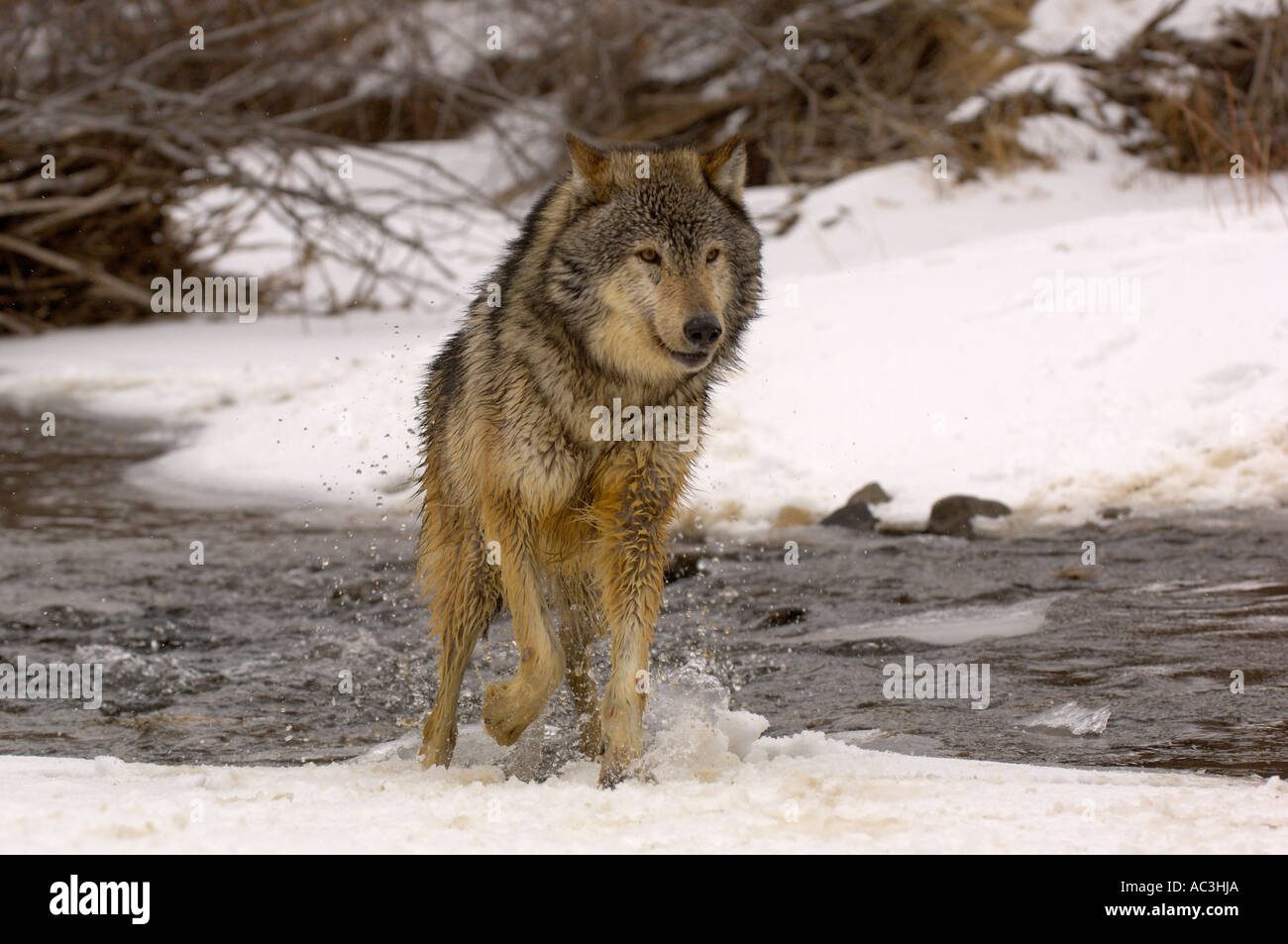 Gray Wolf American Canis lupis crossing stream Photographed in USA ...