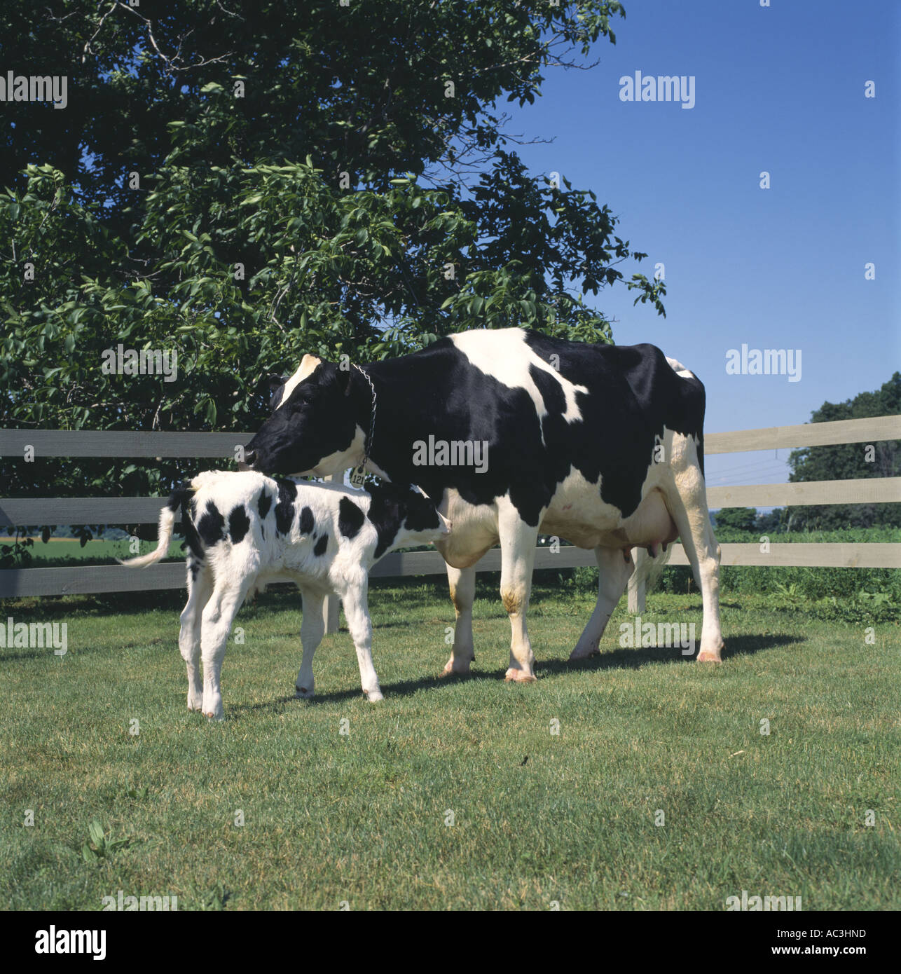 HOLSTEIN COW AND CALF ON PASTURE PENNSYLVANIA Stock Photo