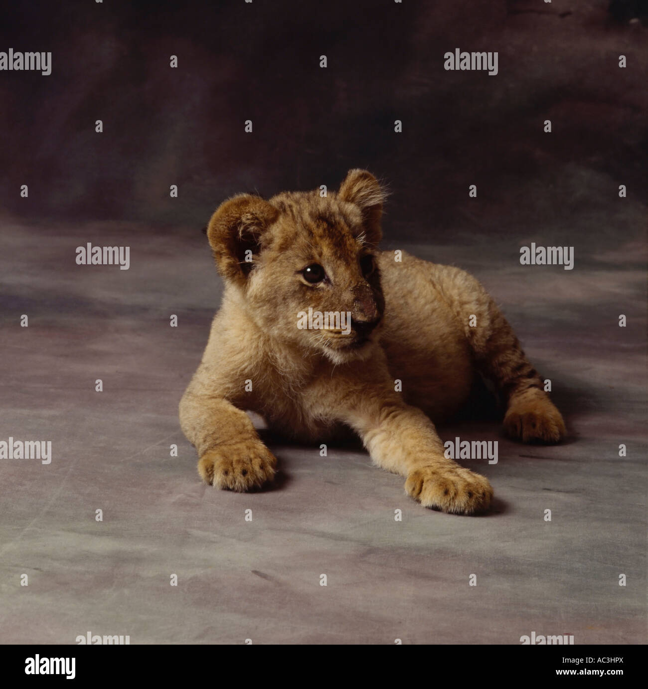 portrait of lion cub Stock Photo