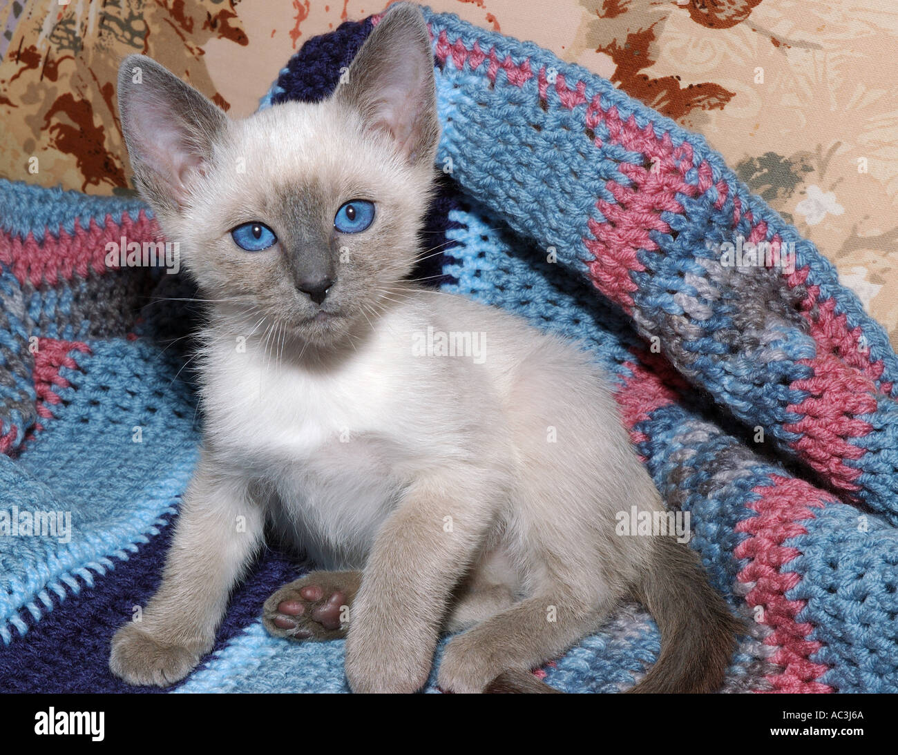 blue point kitten