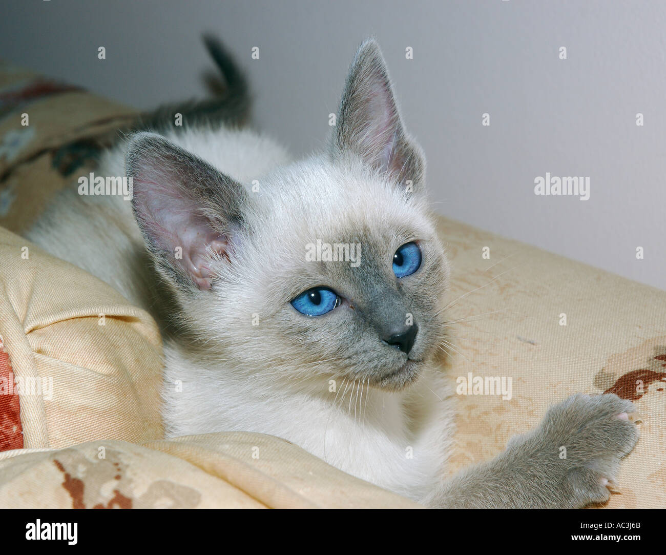 Cute Blue Point siamese kitten stuck in the couch Stock Photo Alamy