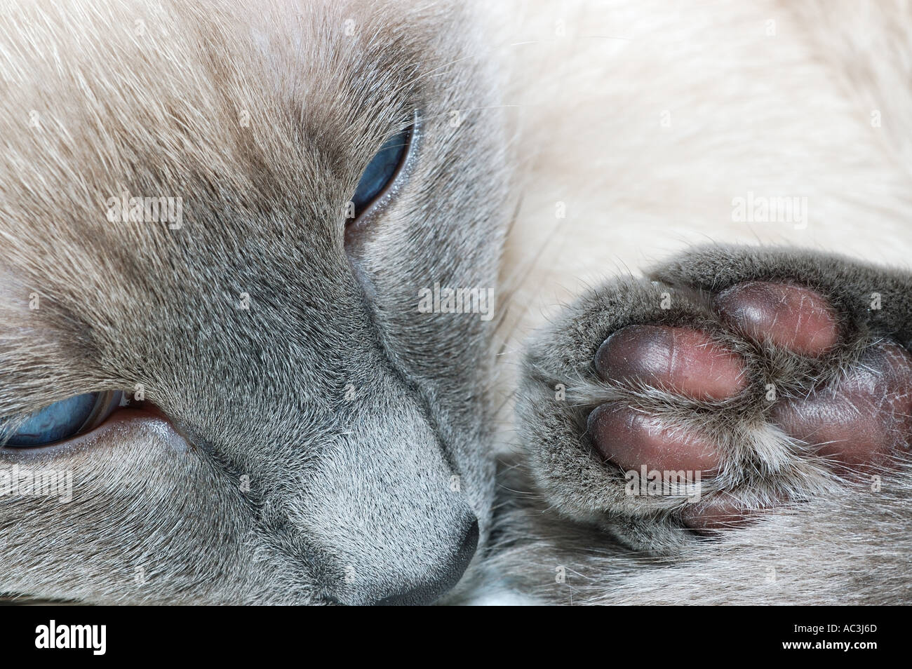 Close up of Siamese cat face and bottom of foot Stock Photo Alamy