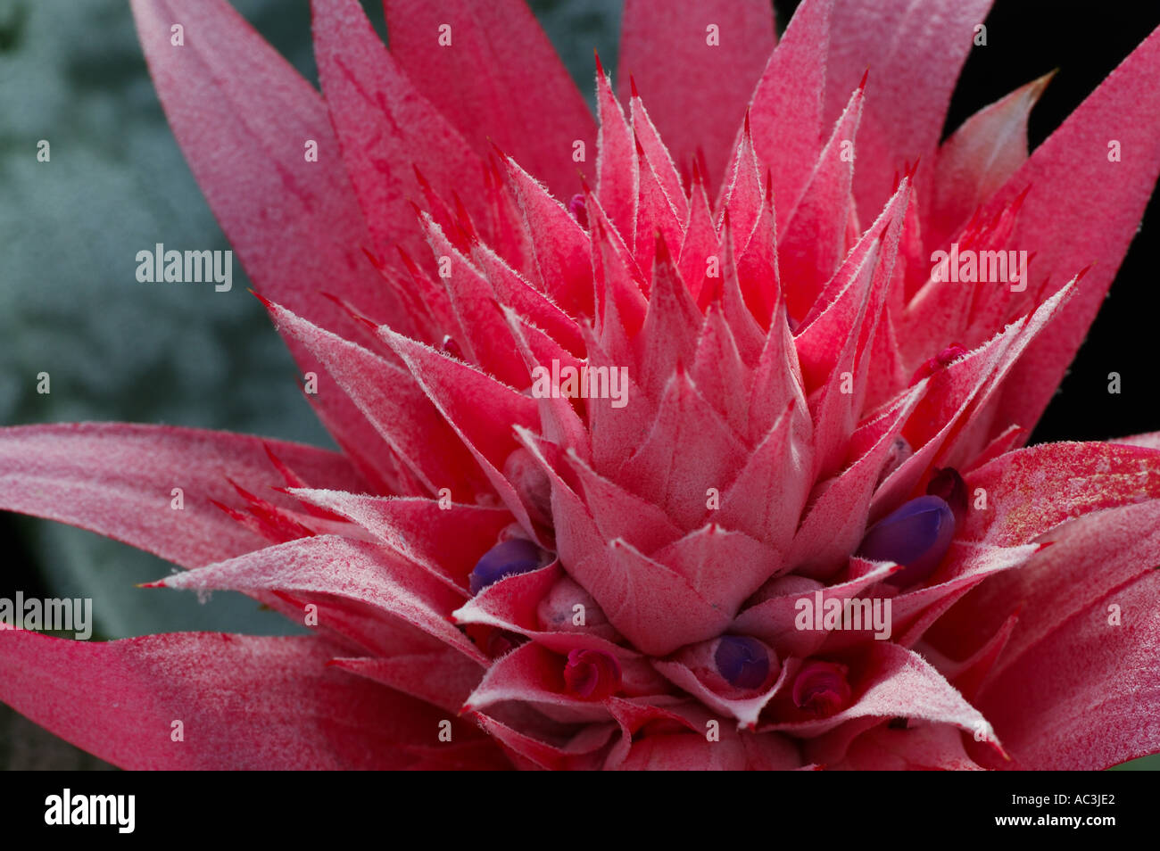 Backlit Pink Urn Plant Flower spikes Stock Photo Alamy