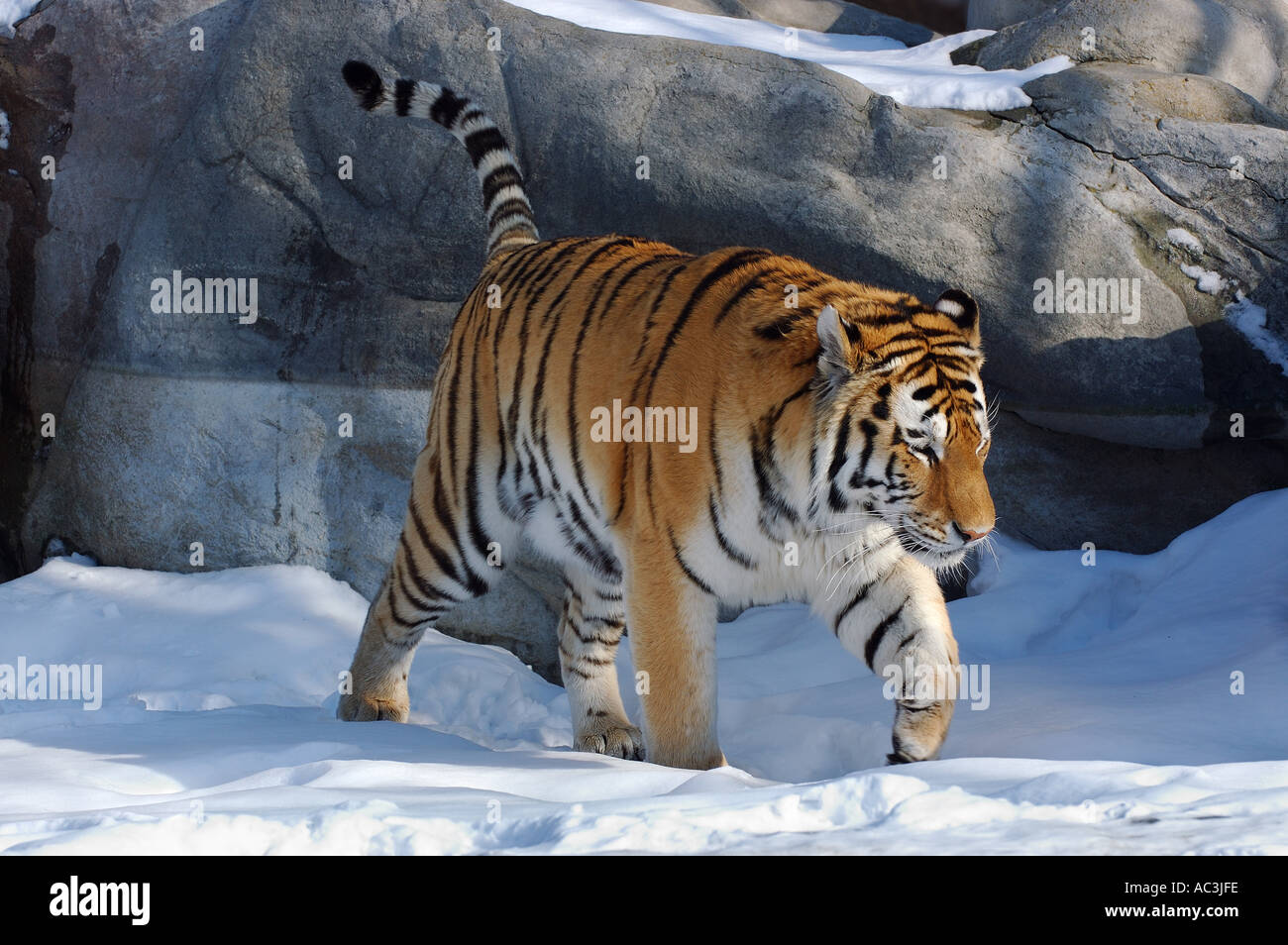 Male Siberian Tiger walking in the snow Toronto Zoo Stock Photo