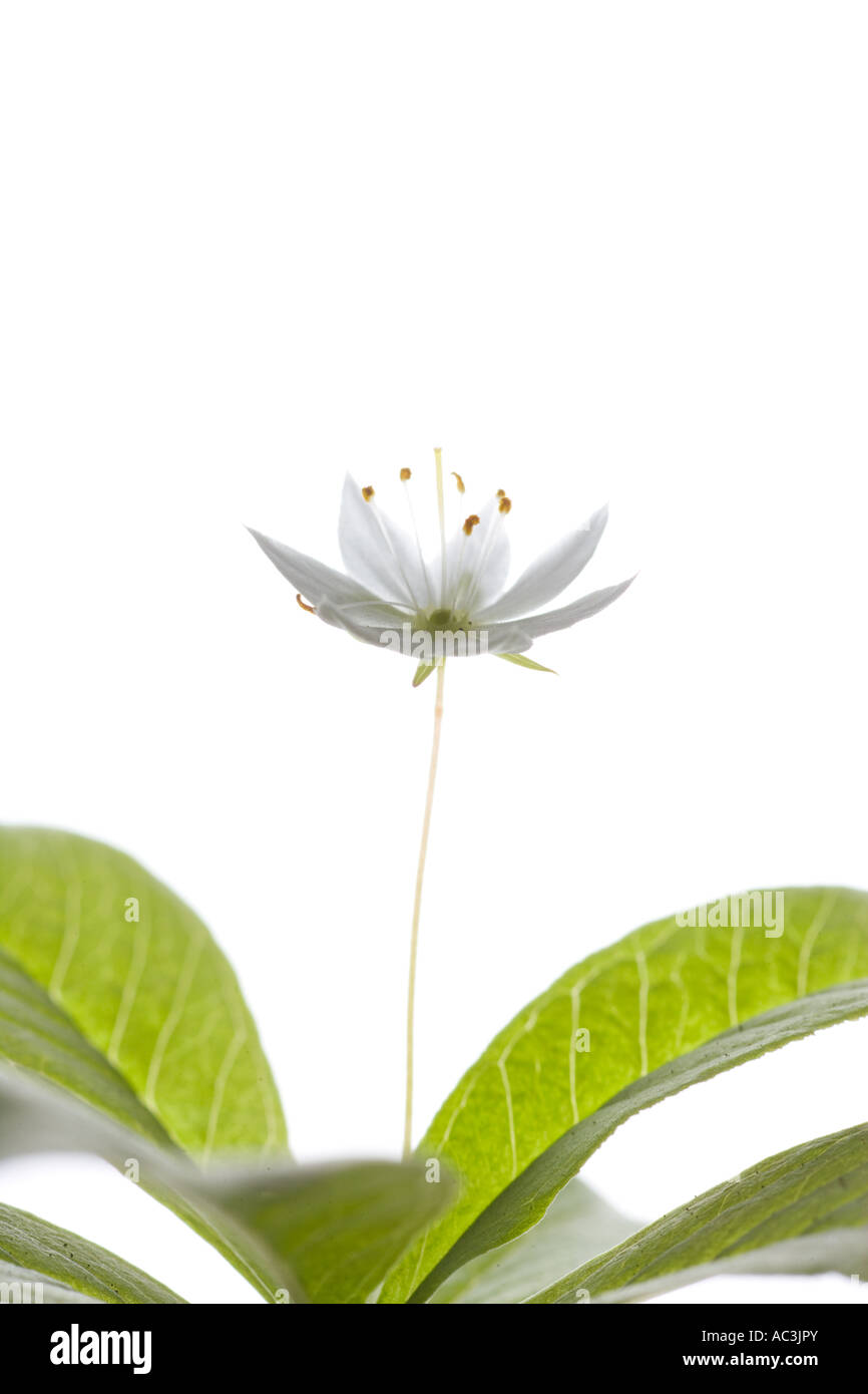 Chickweed wintergreen Stock Photo