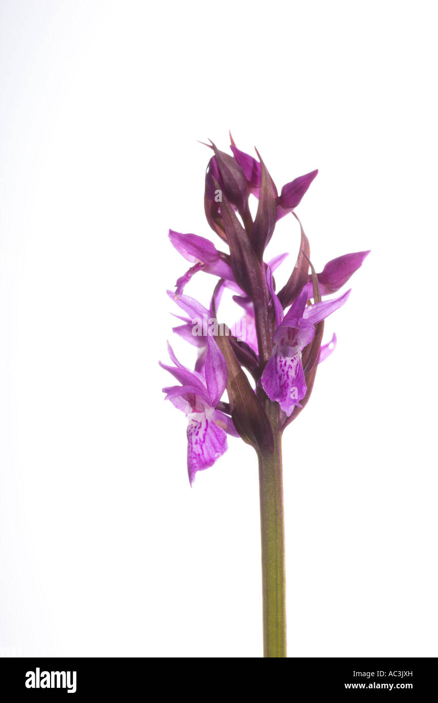 Narrow leaved marsh orchid in flower Stock Photo