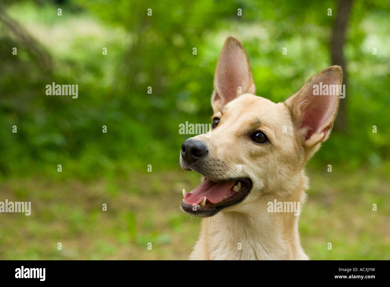 Dog portrait Stock Photo