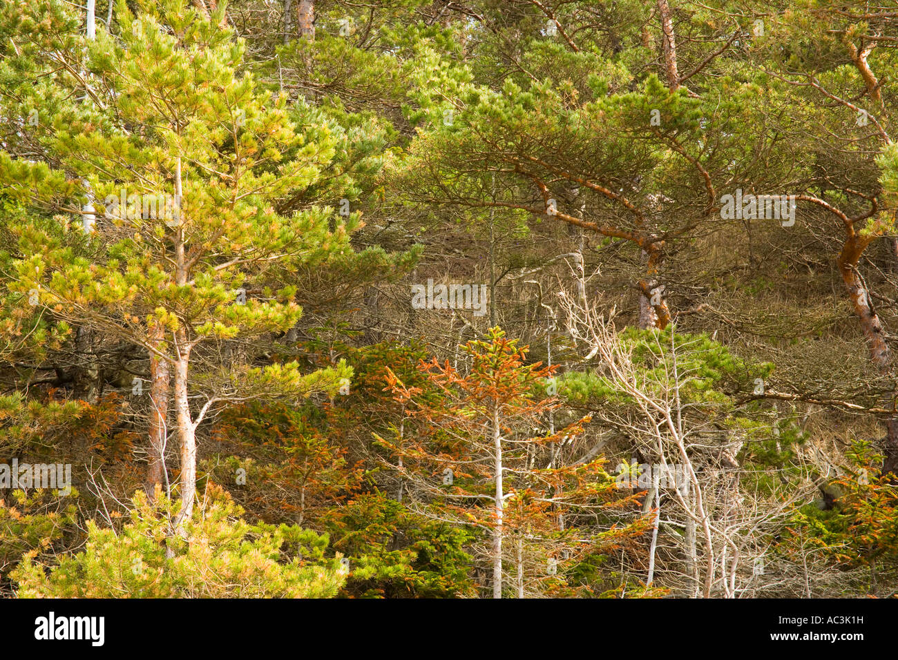 Scots pines and spruces Stock Photo