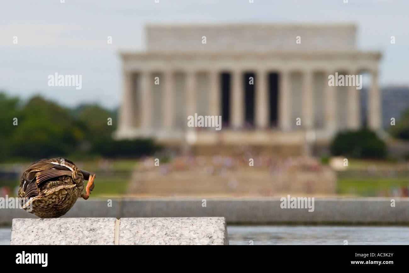 A duck cleaning its bill by the National Mall reflecting pool in Washington D.C.  Lincoln Memorial in background. Stock Photo