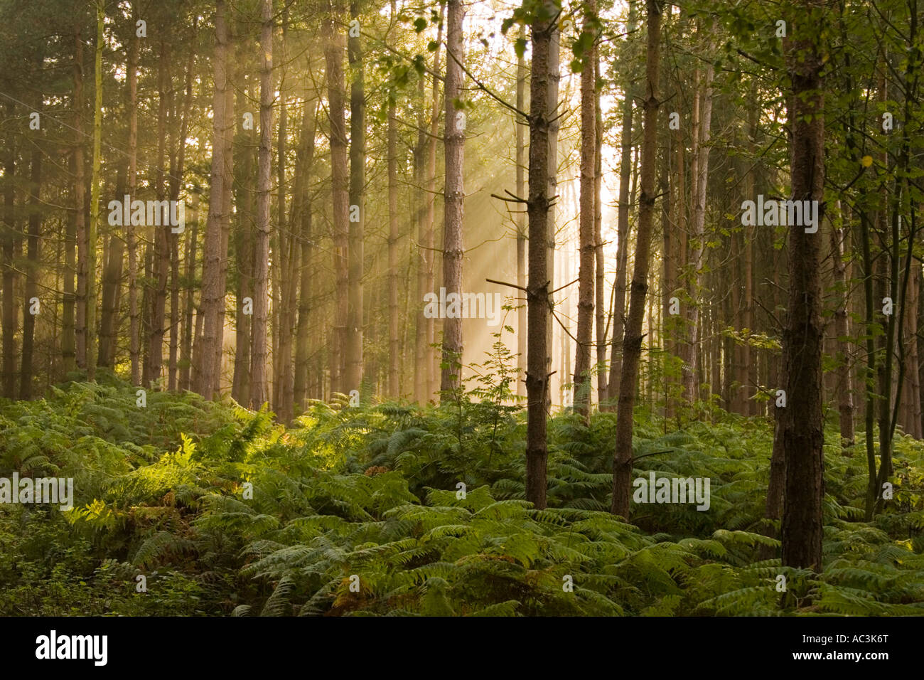 Sunlight streaming through the trees in Delamere Forest a shady oasis