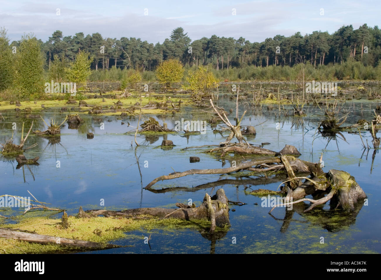 Sunken trees appearing from lake overlooking Blakemere Moss in Delamere Forest part of the Mersey Forest near Northwich Cheshire Stock Photo