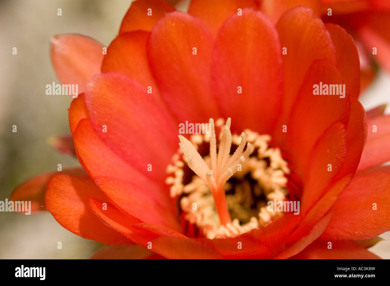 Red echinopsis cactus flower. The main form has red flowers in summer, but forms with orange and yellow can be found. Stock Photo