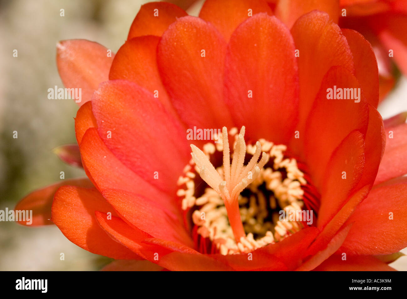 Red echinopsis cactus flower. The main form has red flowers in summer, but forms with orange and yellow can be found. Stock Photo
