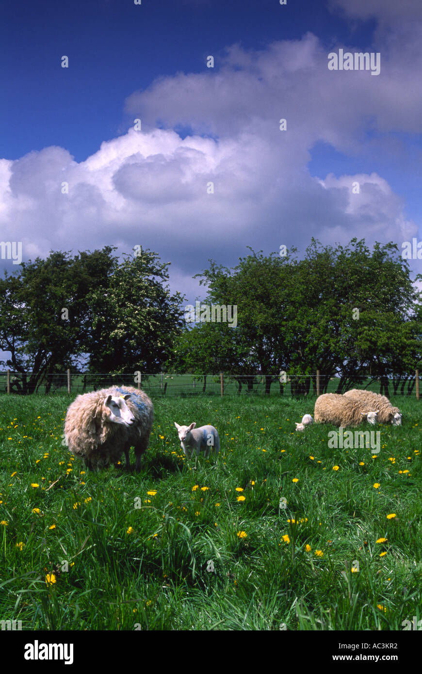 Sheep lamb yorkshire trees hi-res stock photography and images - Alamy