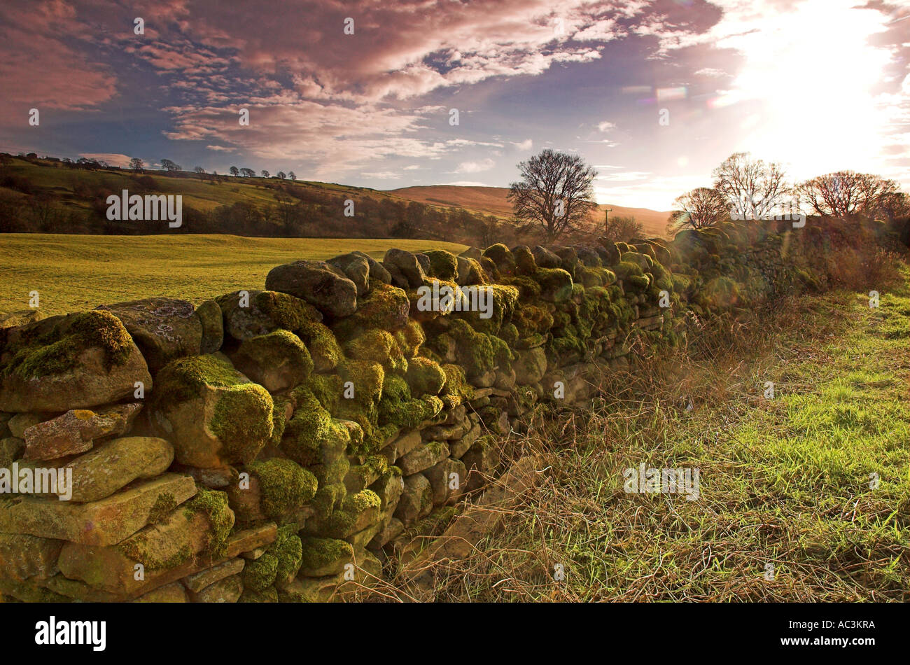 Stone wall. Coverdale North Yorkshire England UK Stock Photo Alamy