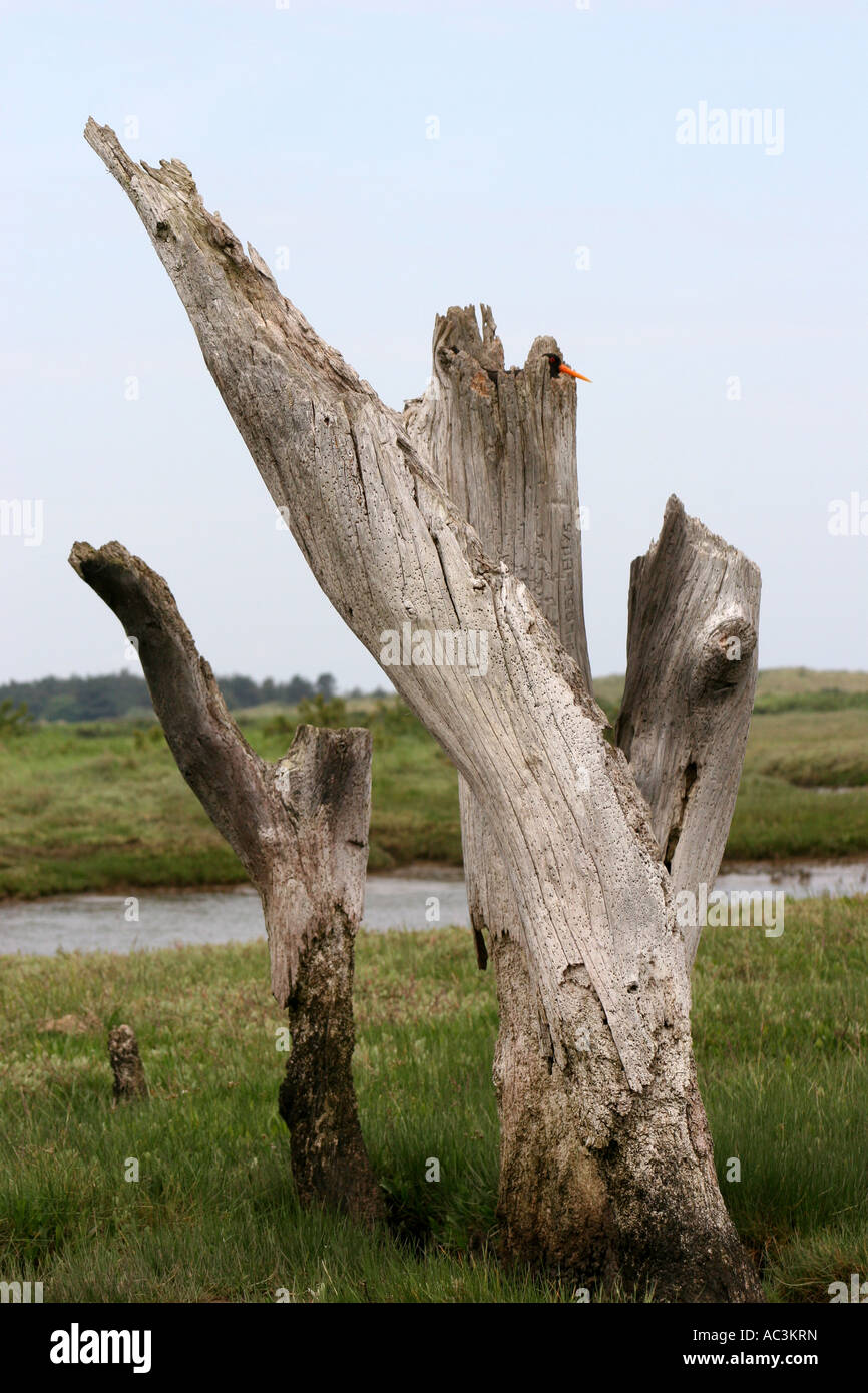 Oyster Catcher nesting in Thornham Sticks. Norfolk Stock Photo Alamy