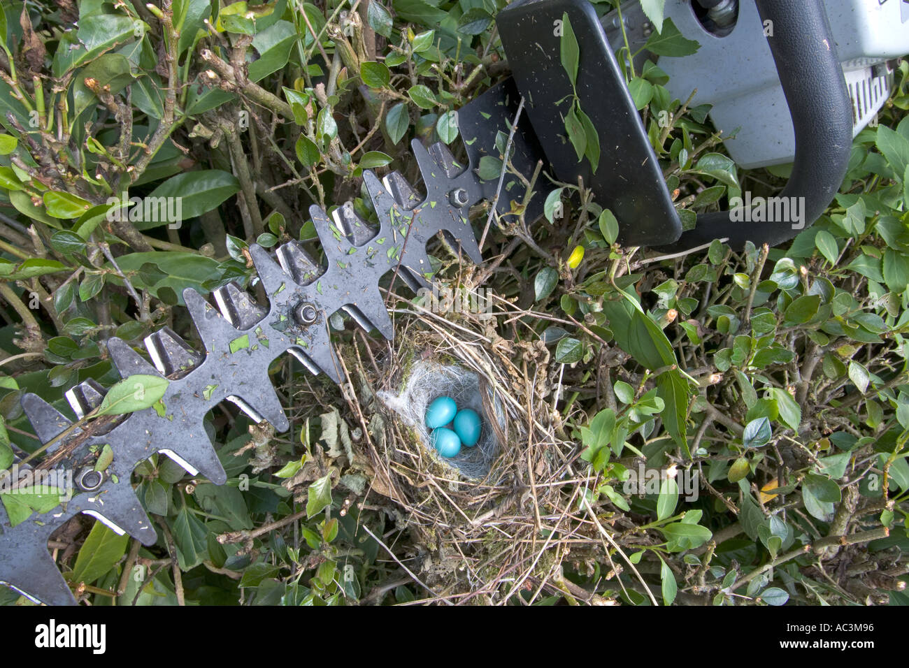 Deciduous hedge cutting hires stock photography and images Alamy