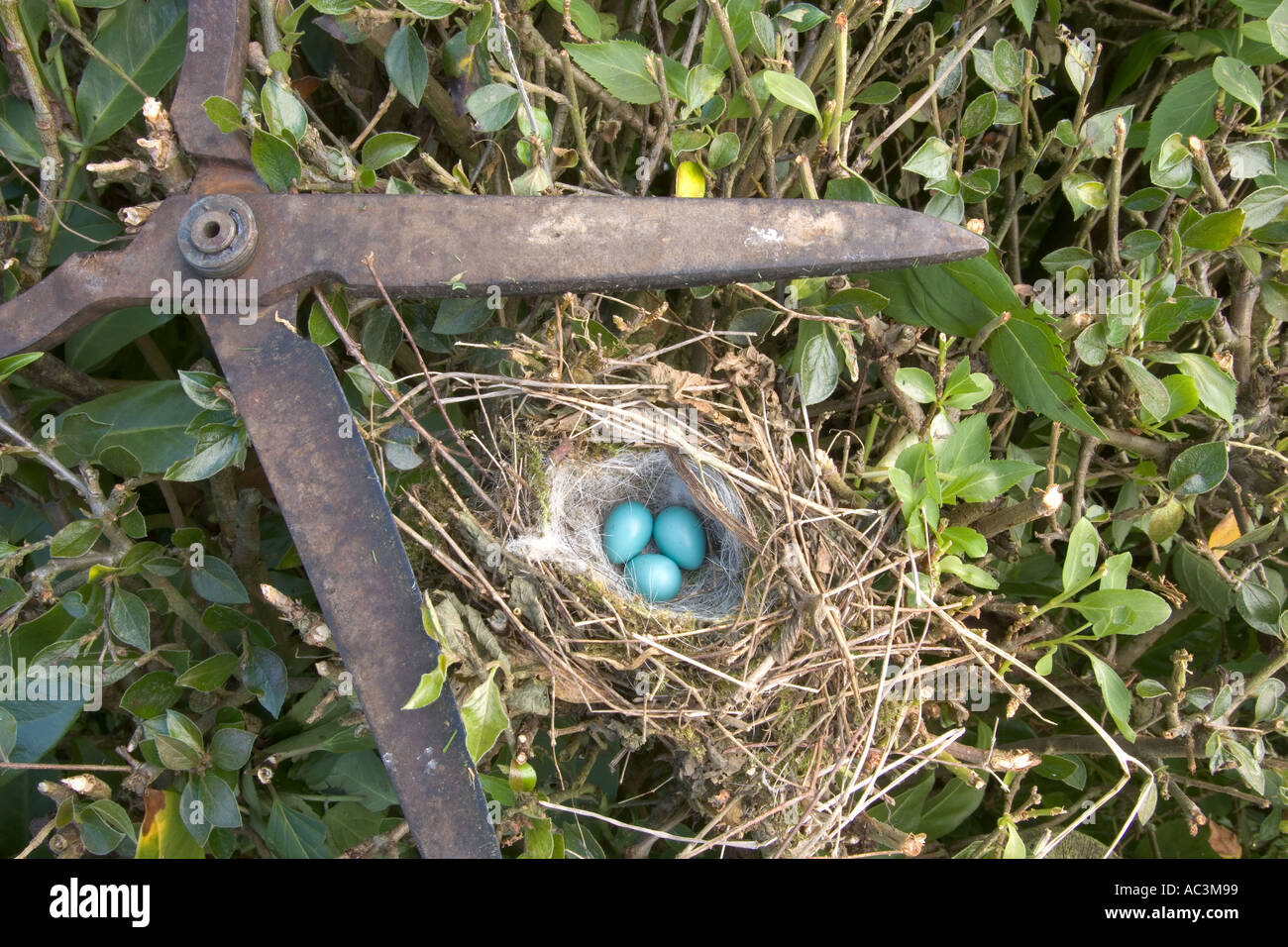 Dunnock Prunella Modularis Nest Exposed By Hedge Cutting Stock Photo dunnock-prunella-modularis-nest-exposed-by-hedge-cutting-stock-photo