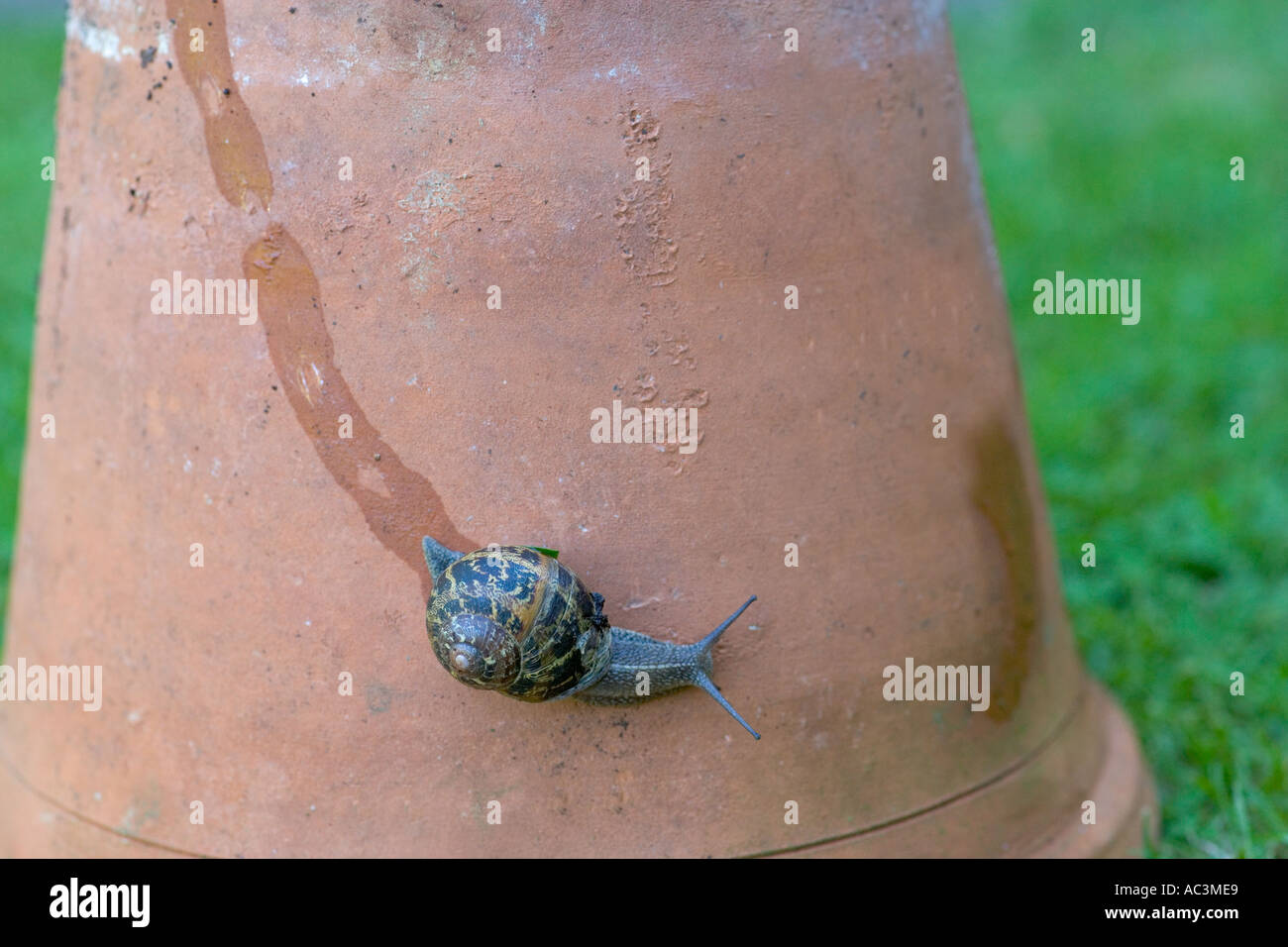 Snail Slime Trail High Resolution Stock Photography and Images Alamy