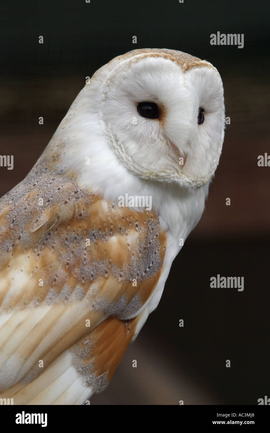 white Barn owl - Tyto alba Stock Photo