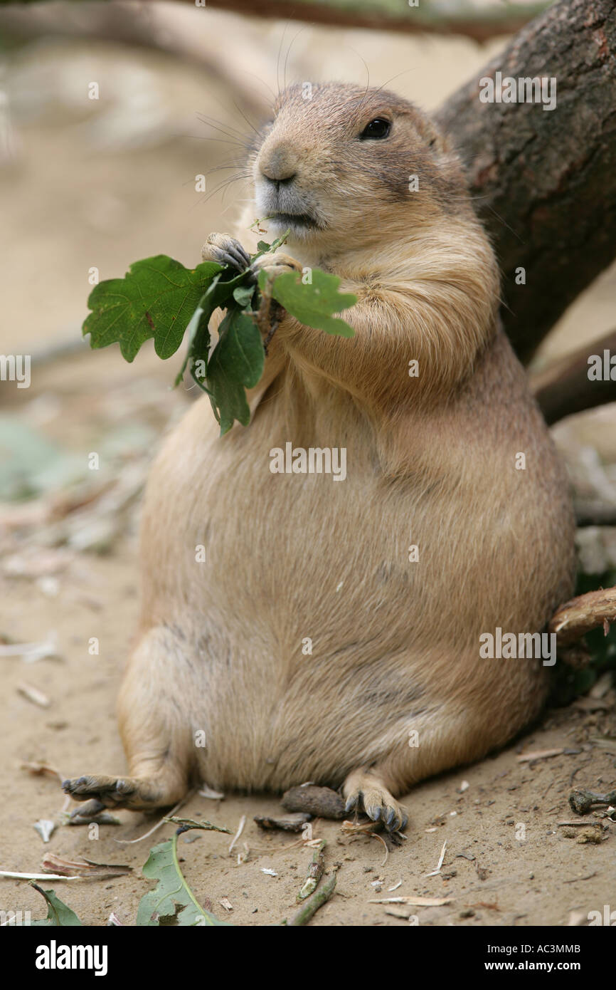 Prairie dog eating - Cynomys ludovicianus Stock Photo