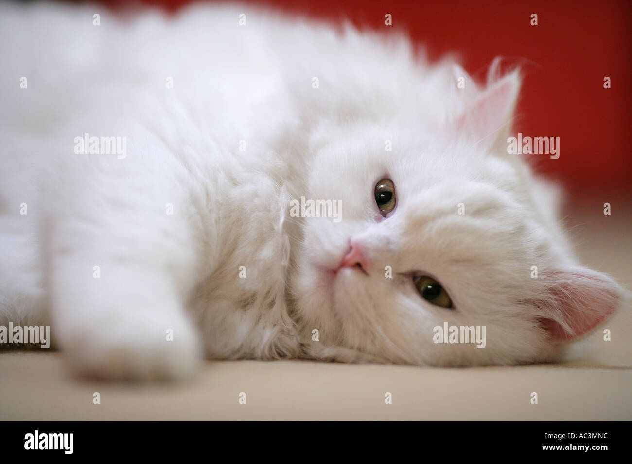 white persian cat lying Stock Photo