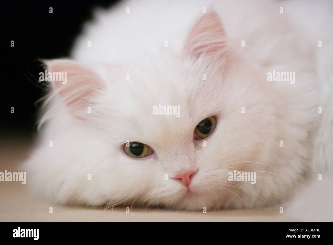 white persian cat portrait Stock Photo
