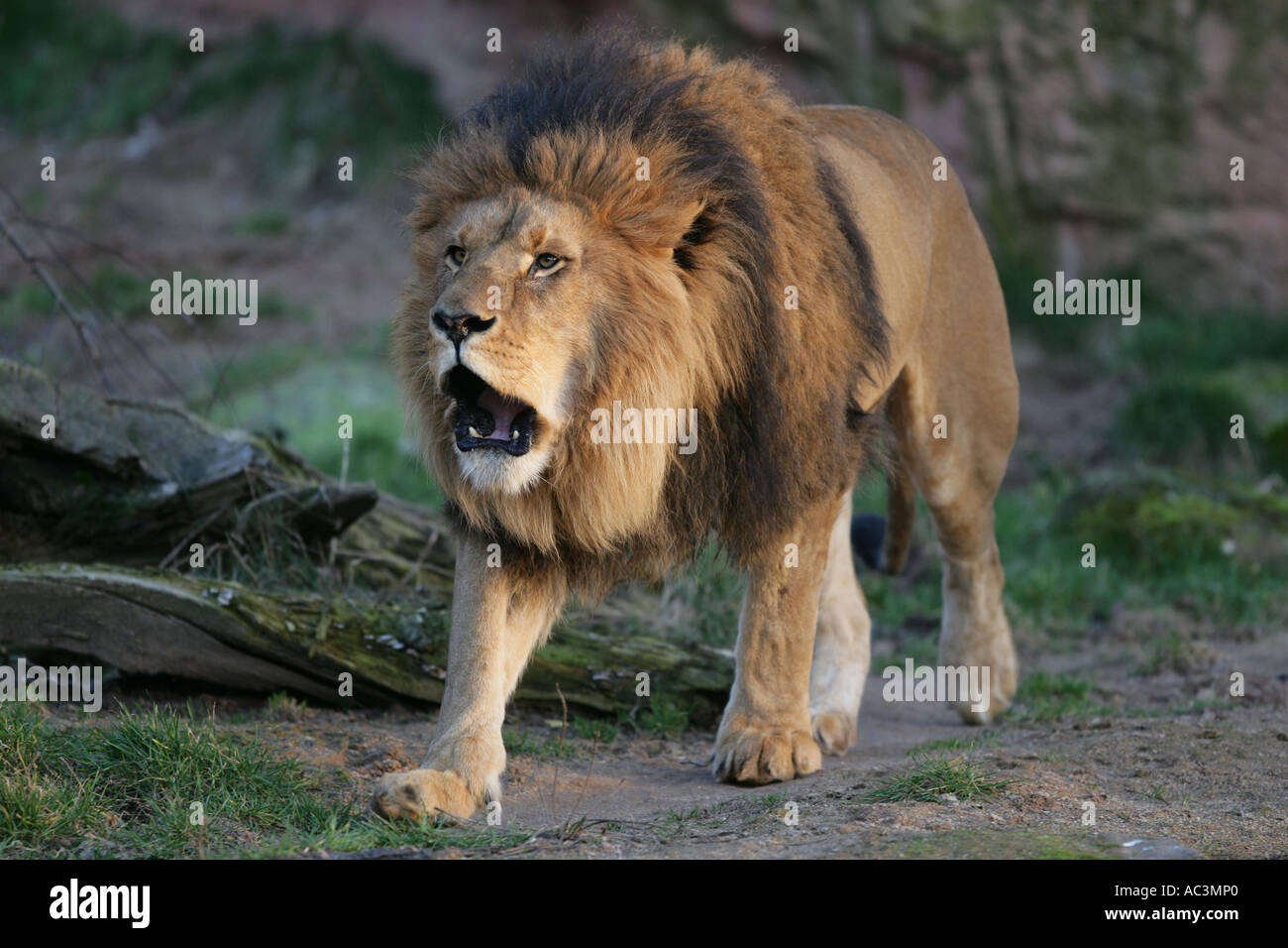 Roaring lion hires stock photography and images Alamy