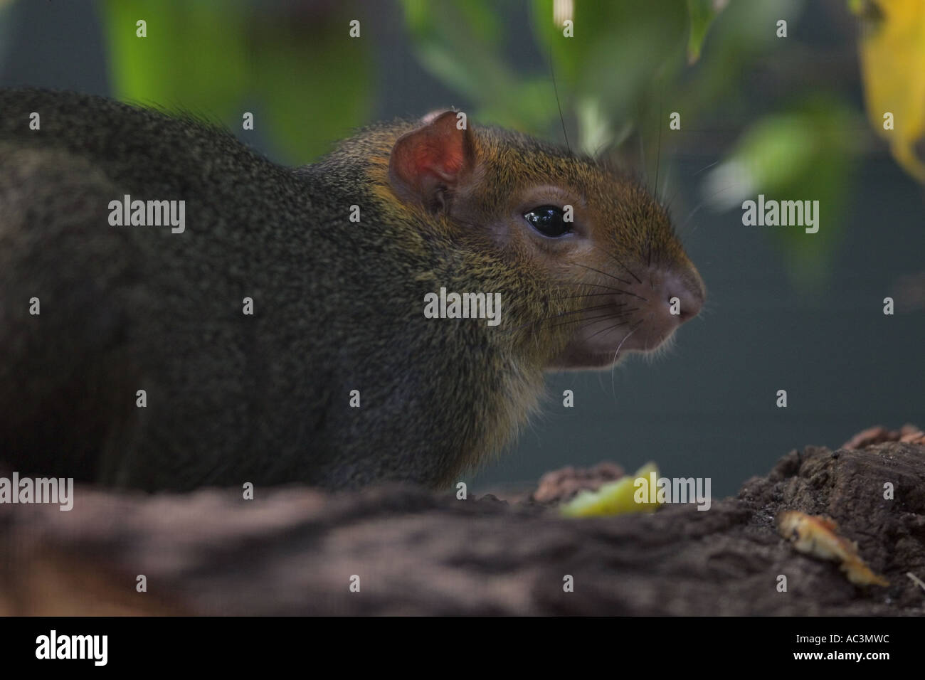 muenster-guinea-pig-galea-monasteriensis-stock-photo-alamy