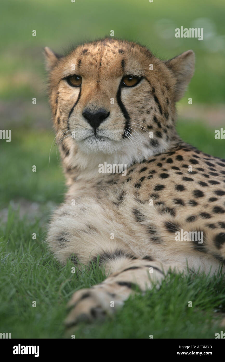female cheetah - Acinonyx jubatus Stock Photo