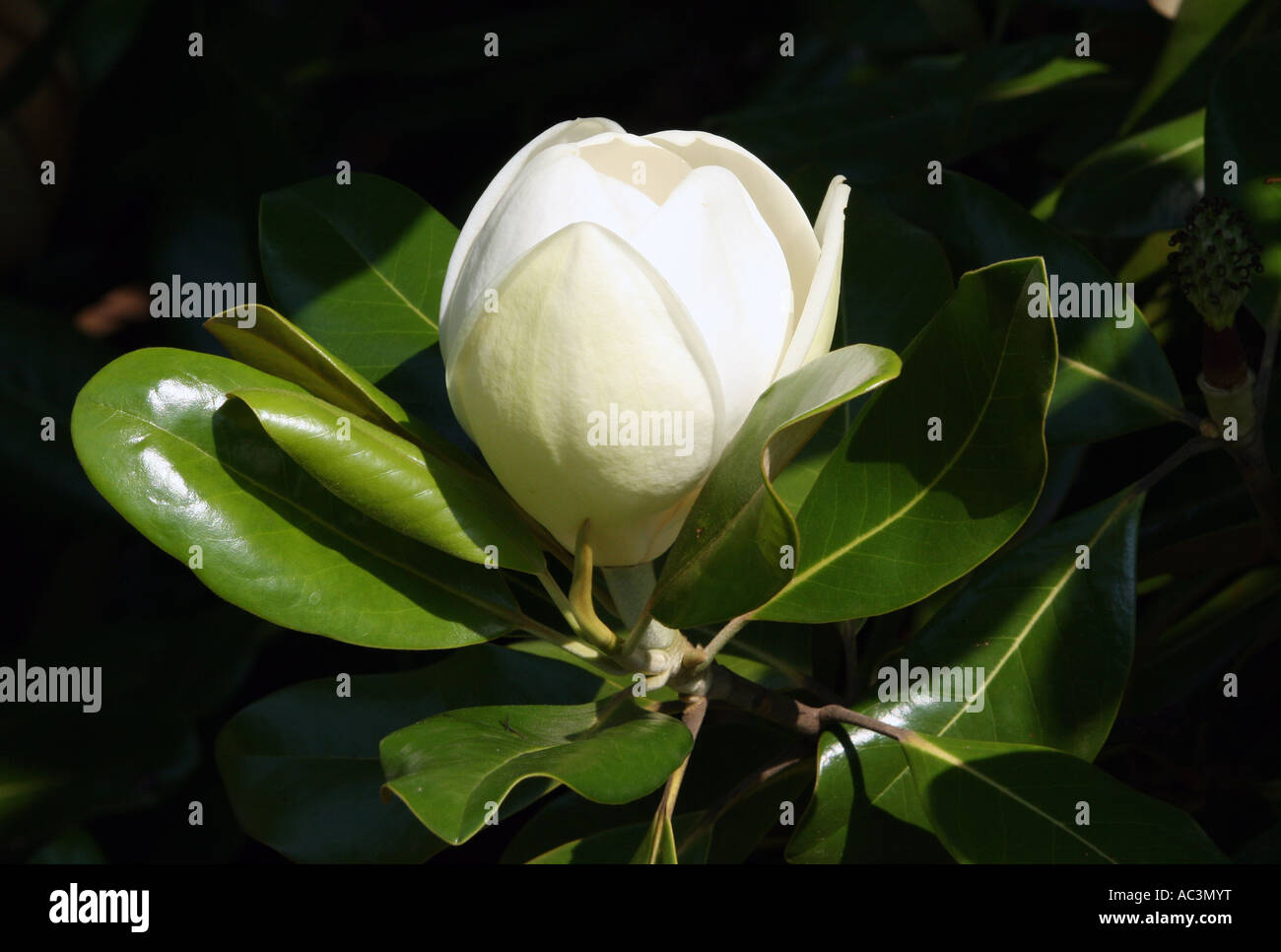 A big and beautiful white Magnolia blossom Stock Photo - Alamy