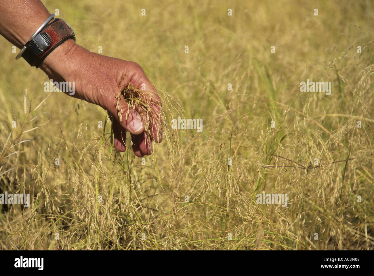 Somebody s hand grasps the ear of the grain called teff Stock Photo
