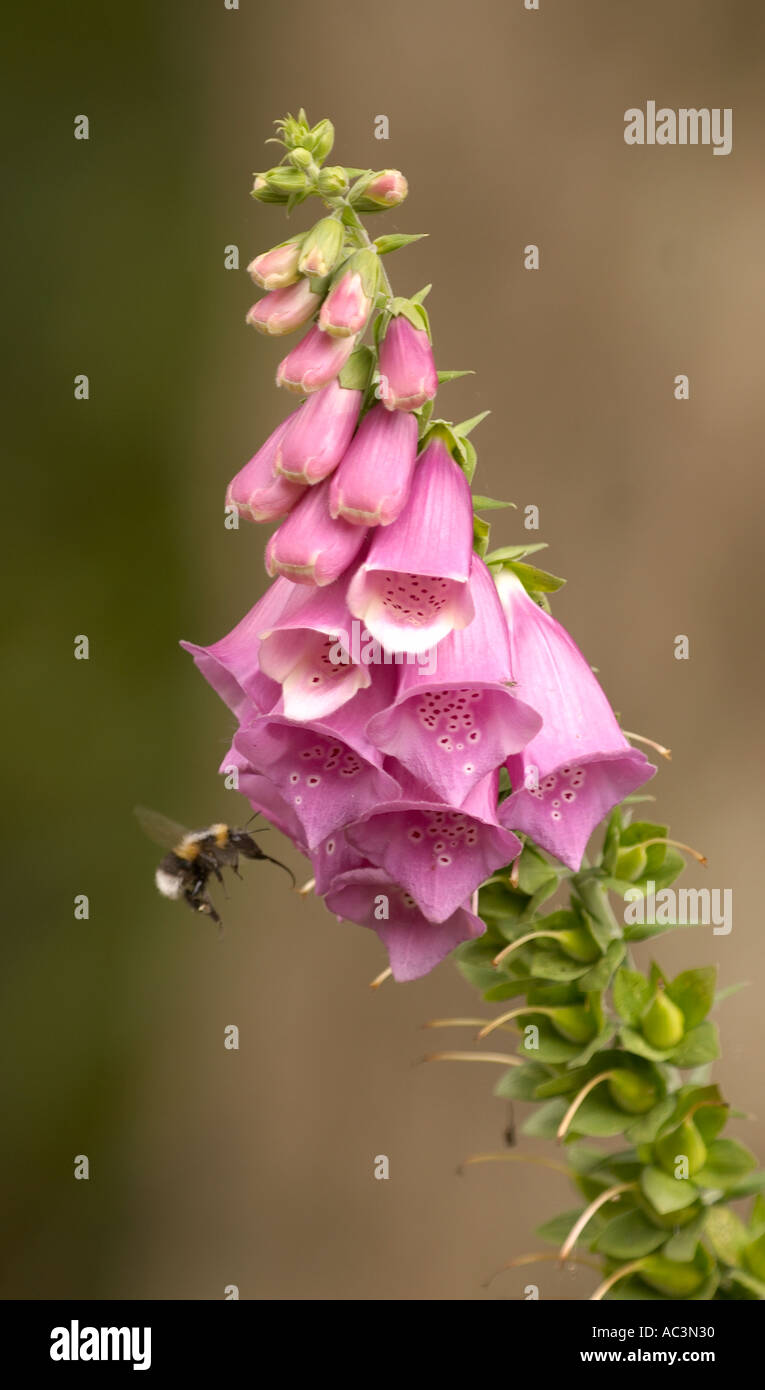 Buff Tailed Bumble Bee Bombus Terrestris Hovering At Foxglove Digitalis Purpurea flower Stock Photo