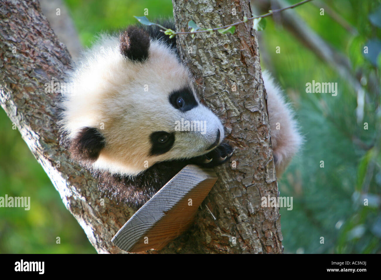 Giant Panda Cub In Tree #1 Coffee Mug by San Diego Zoo - Animals and Earth  - Website