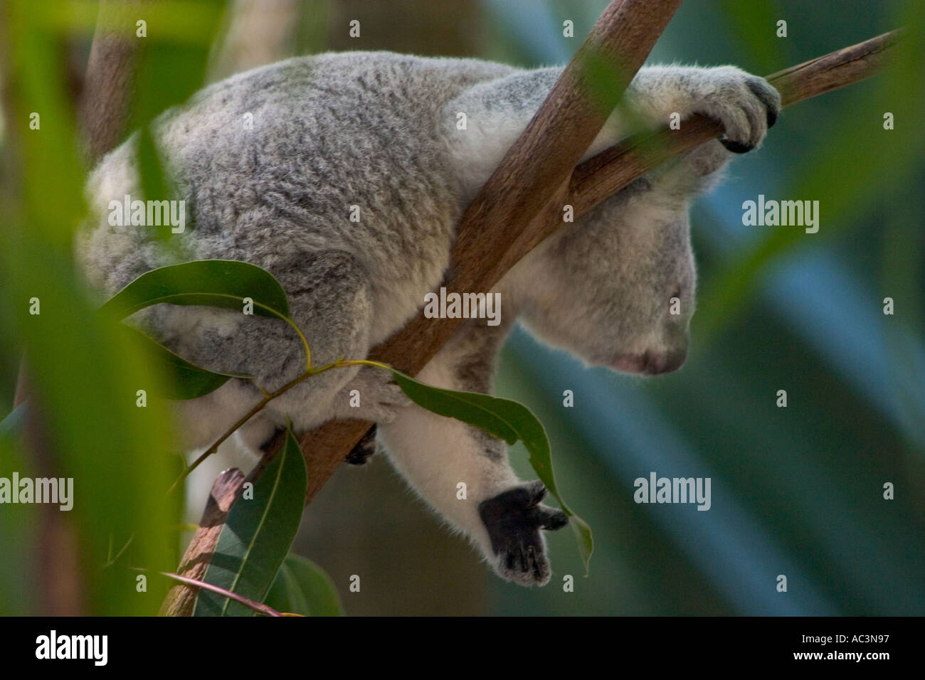 Symbol of Australia Koala in Tree Stock Photo