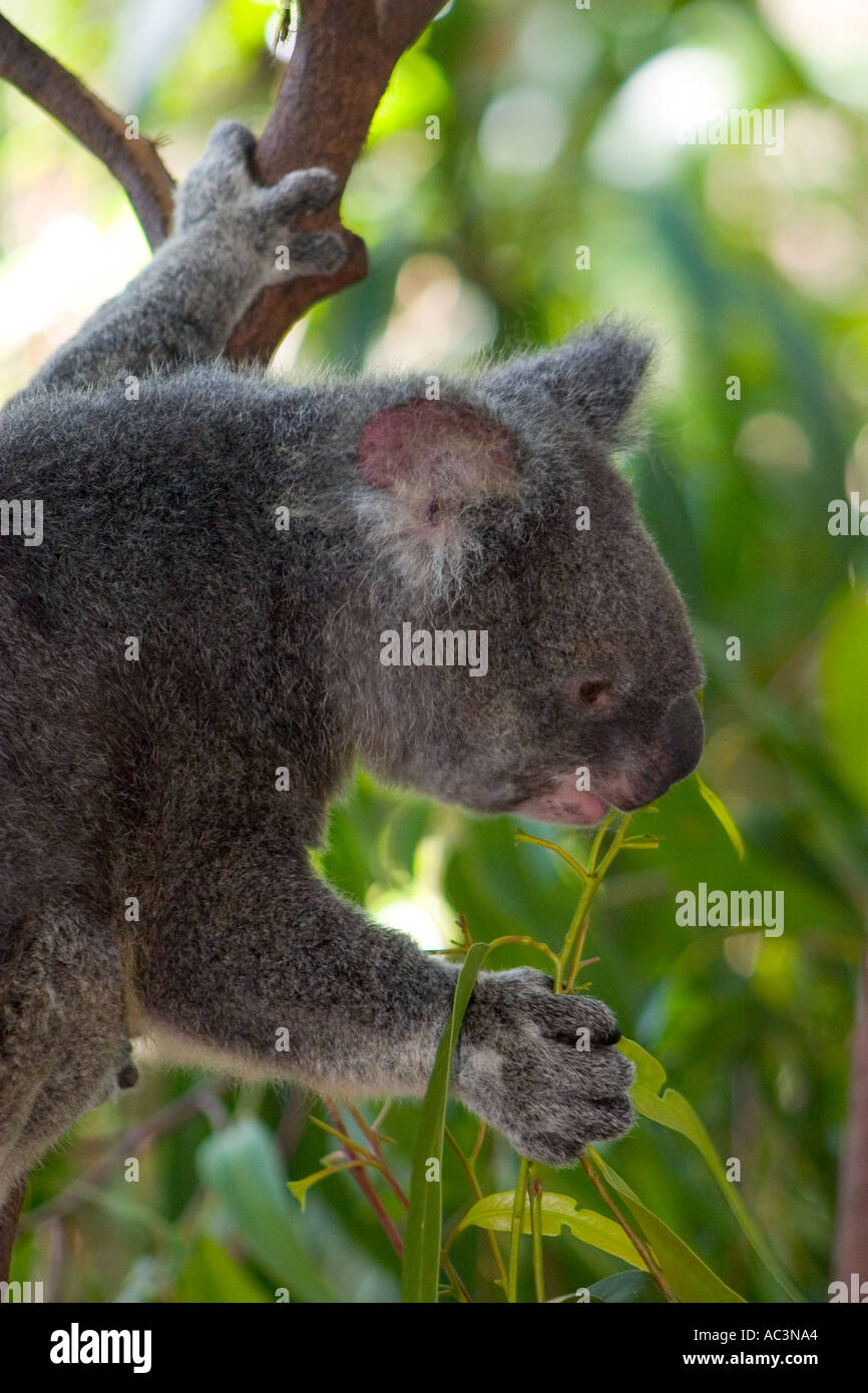 Koala Eating in Tree Australia Stock Photo