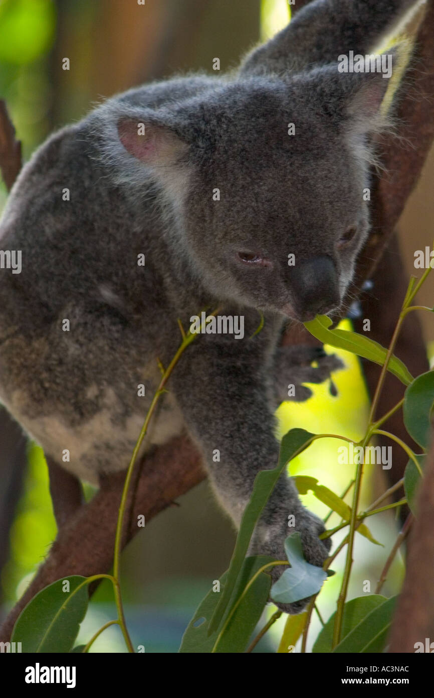 Aussy Koala in Tree Australia Stock Photo