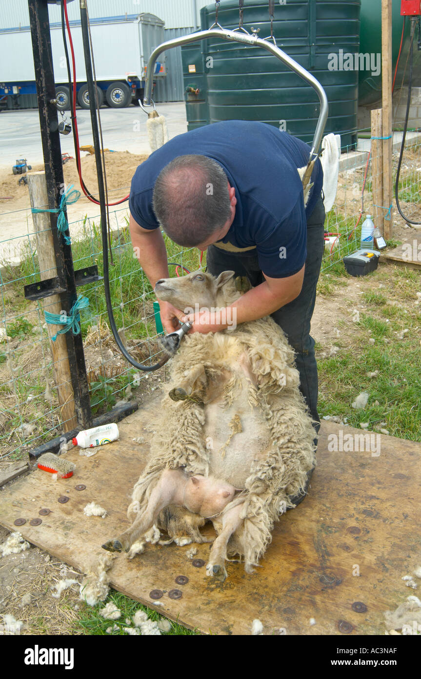 Famous Sheep Shearers At Carmina Cox Blog