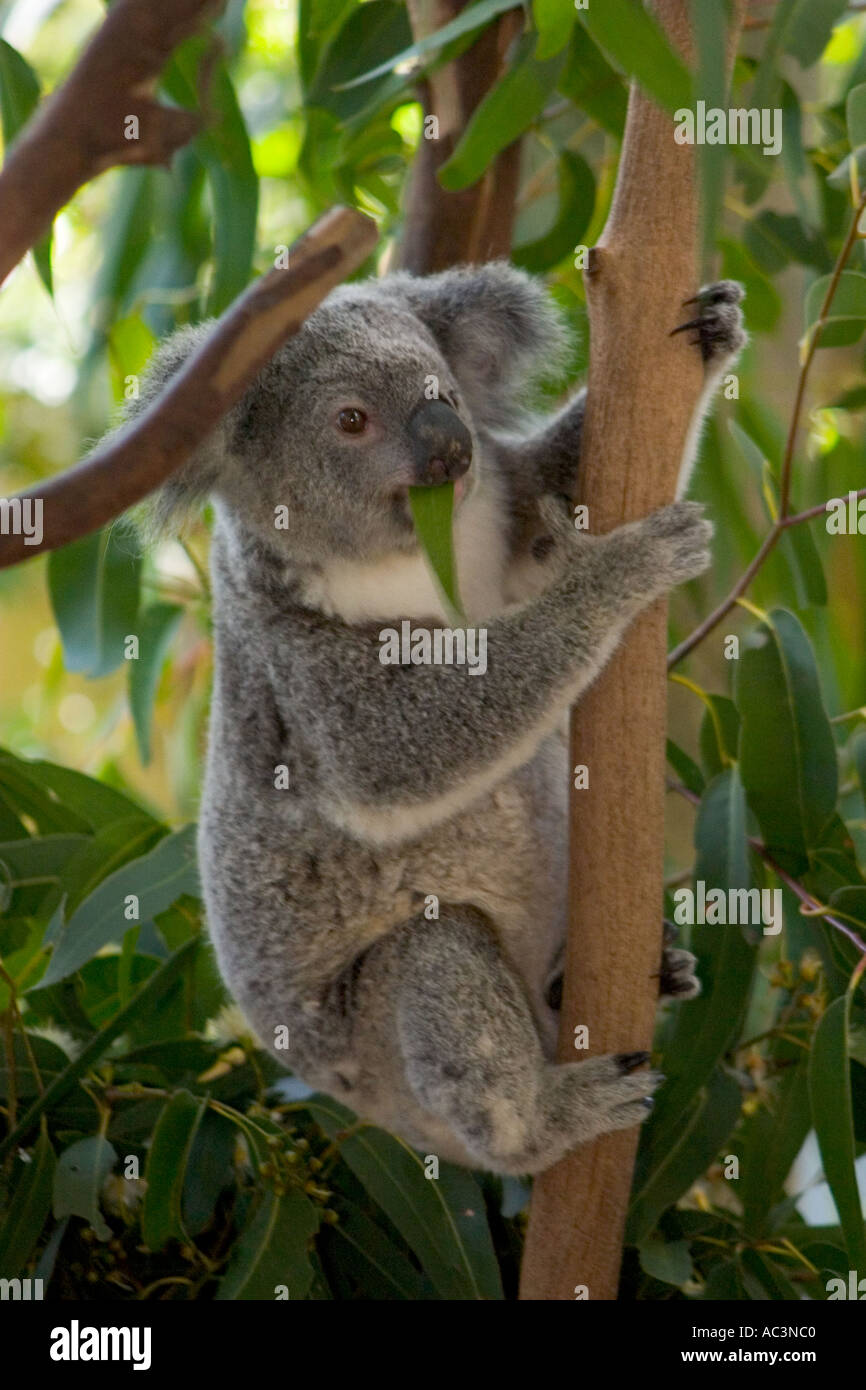 Young Koala in Tree Australia Stock Photo