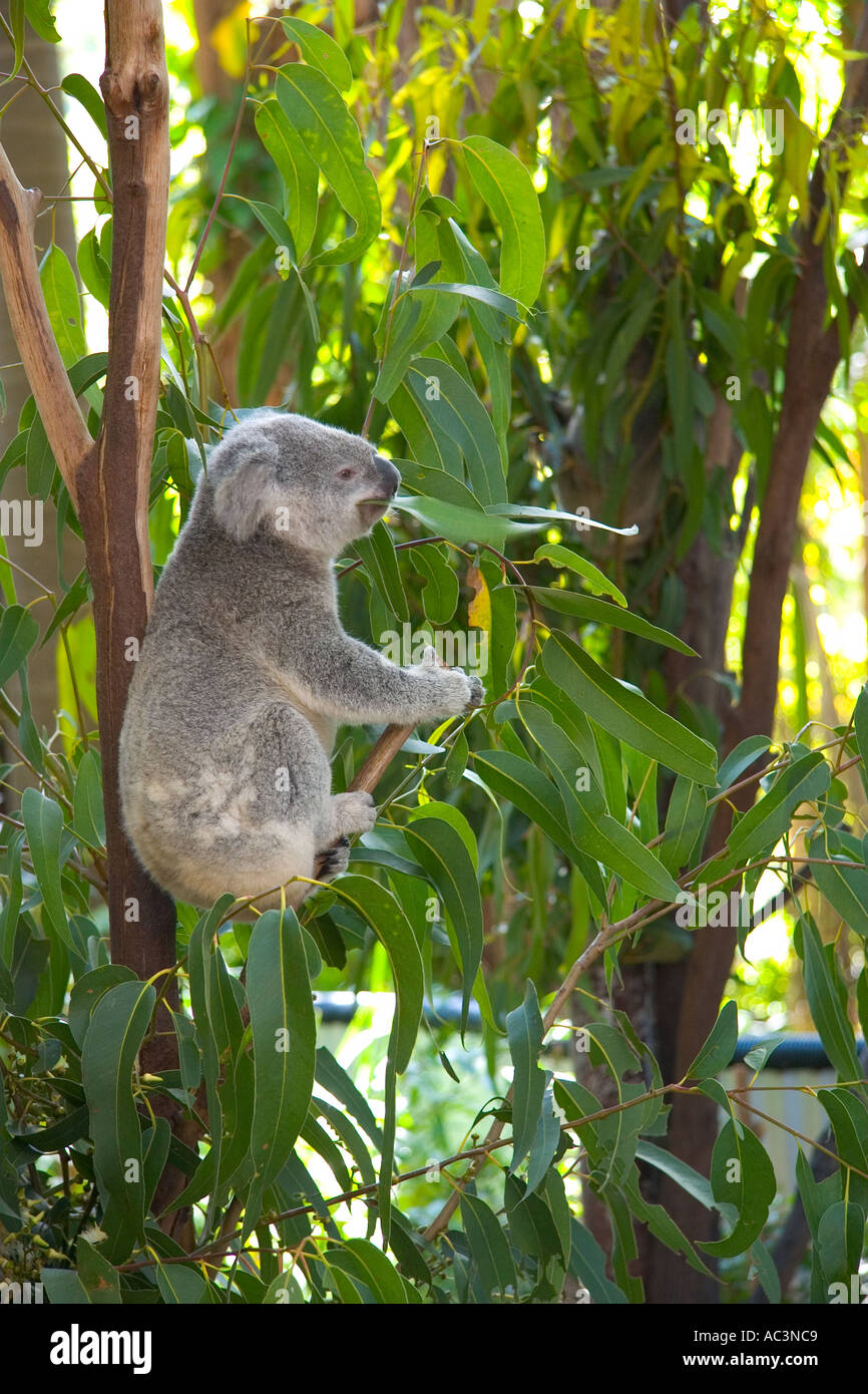 Kuala in Tree Australia Stock Photo