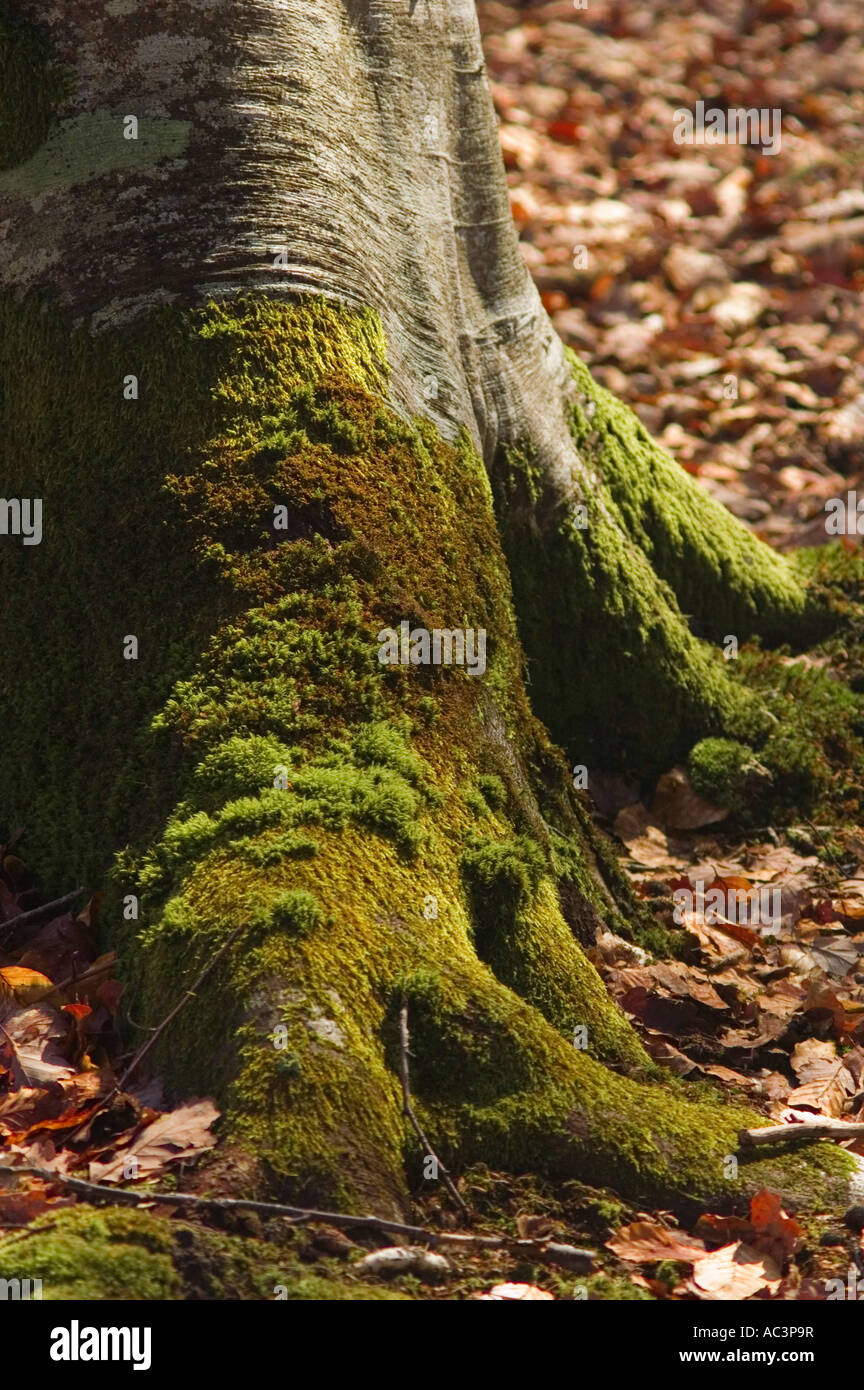 Moss on the root of a tree in the Forest of Fountainbleau France Europe ...