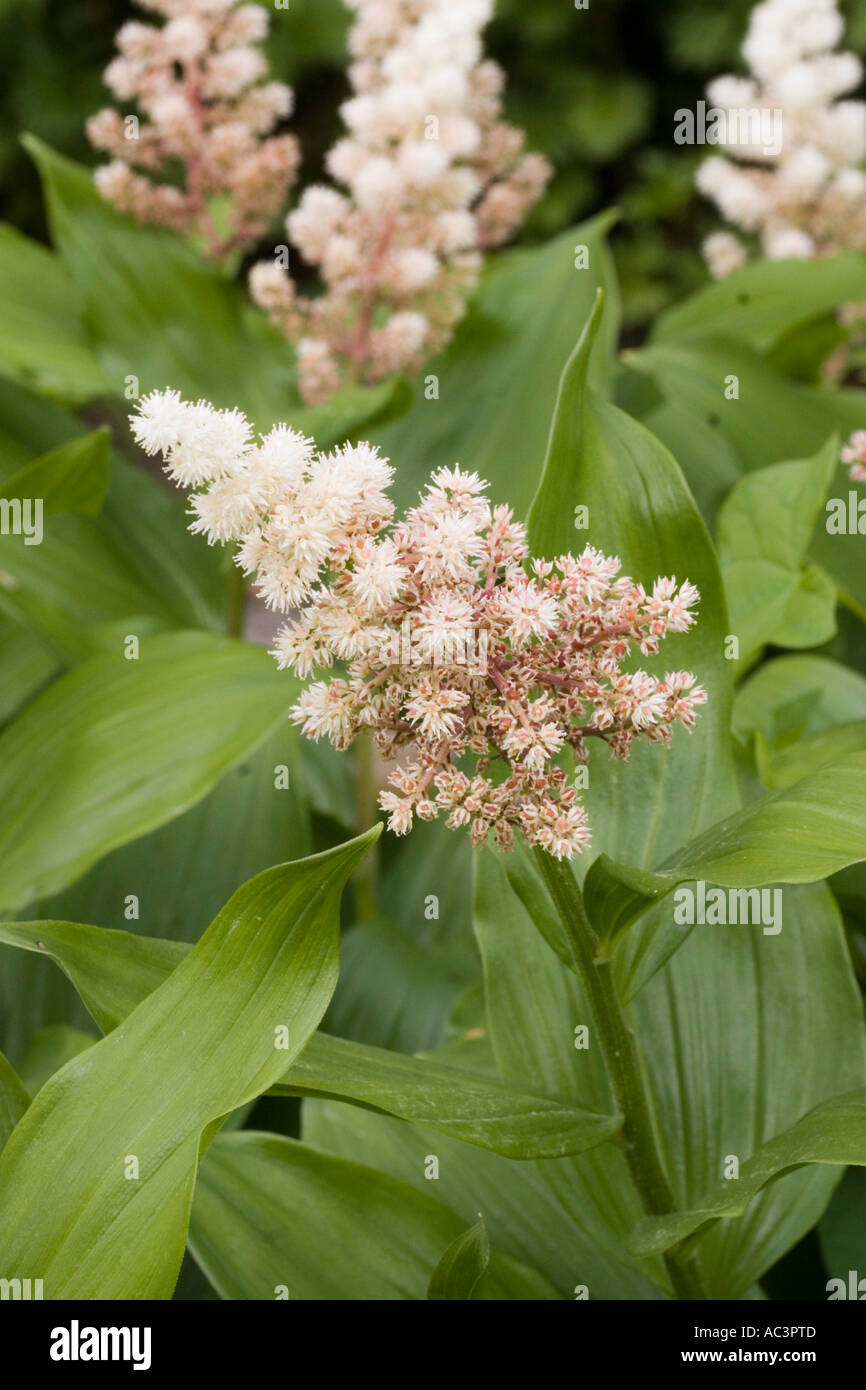 'False Spikenard' Maianthemum Racemosum from North America Stock Photo